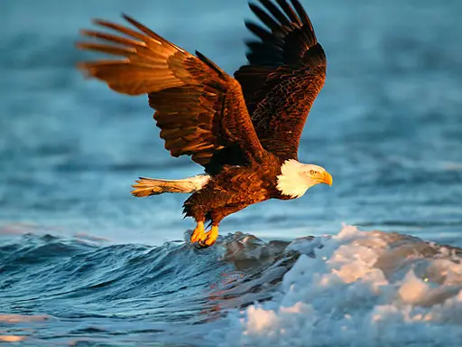 Animals Jigsaw Puzzle Eagle - 無料で遊べるパズルゲーム