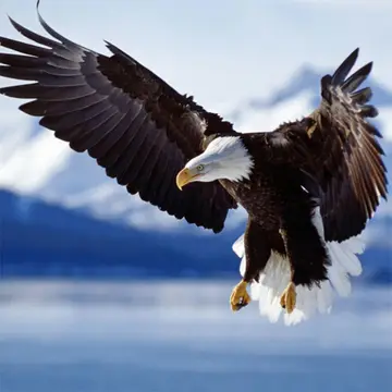 Animals Jigsaw Puzzle Eagle - 無料で遊べるパズルゲーム