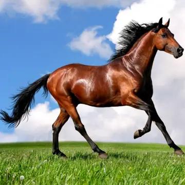 Animals Jigsaw Puzzle Horses – Kostenlos online spielen