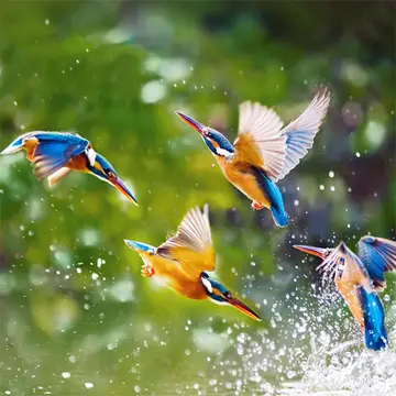 Flying Birds Slide - Juego de rompecabezas en línea gratis