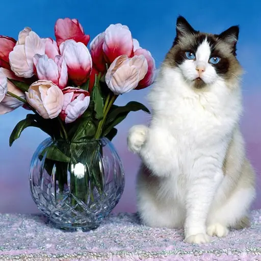 Funny Cats Puzzle - Ücretsiz Oyna ve Zeka Oyunları