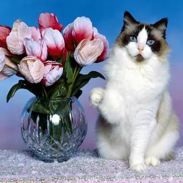 Funny Cats Puzzle - Ücretsiz Oyna ve Zeka Oyunları