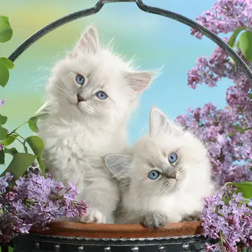 Funny Kitty Puzzle - Ücretsiz Online Jigsaw Oyunları