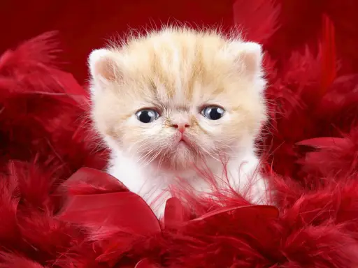 Funny Kitty Puzzle - Ücretsiz Online Jigsaw Oyunları