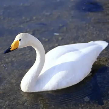 Graceful Swans Puzzle - Ücretsiz Jigsaw Oyunlarıyla Oyna