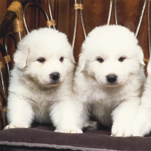Lovely Puppy Slide Puzzle - Play Free Online Puzzle Game