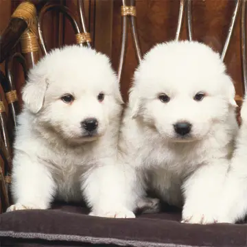 Lovely Puppy Slide Puzzle - Play Free Online Puzzle Game