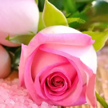 Pink Roses Puzzle - Online ve Ücretsiz Oyna