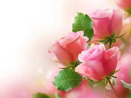 Pink Roses Puzzle - Online ve Ücretsiz Oyna