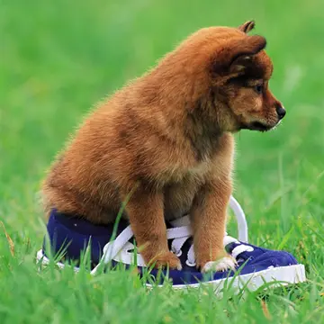 Playful Puppy Outdoor Puzzle - Juego de rompecabezas gratis para jugar en línea