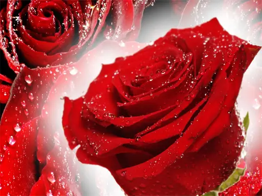 Red Roses Puzzle - Ücretsiz Jigsaw Bulmaca Oyunu