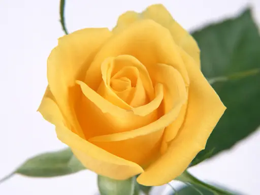 Yellow Roses Puzzle - En Güzel Yapboz Oyunları
